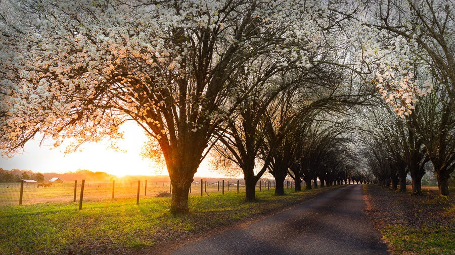 Bradford Pear Trees in Spring