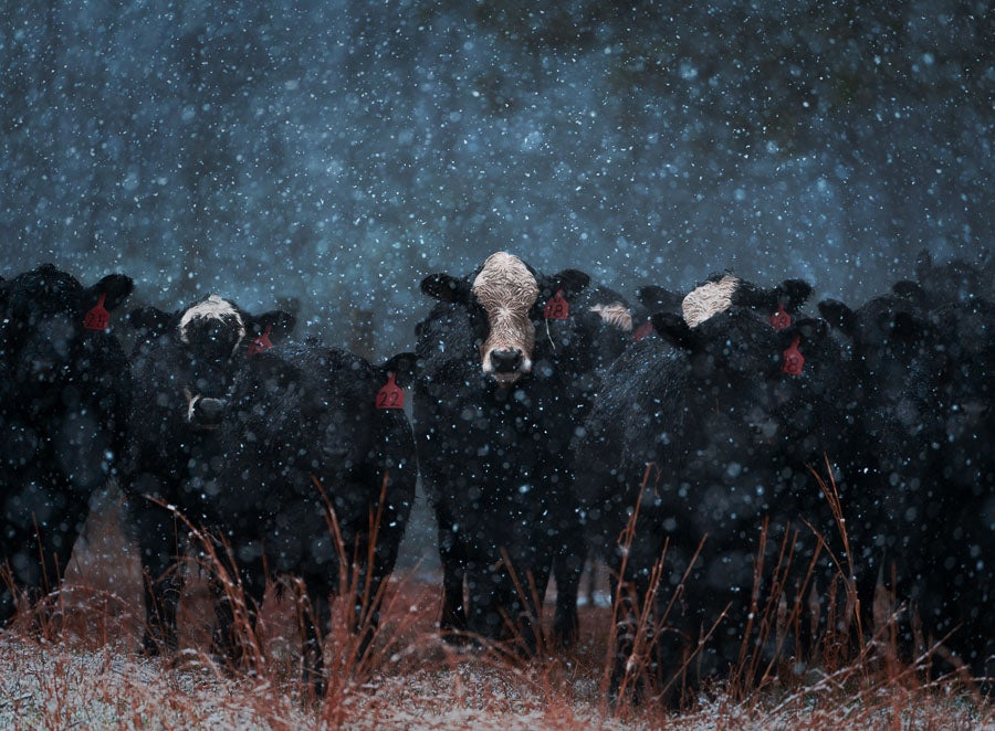 Cows in the Falling Snow