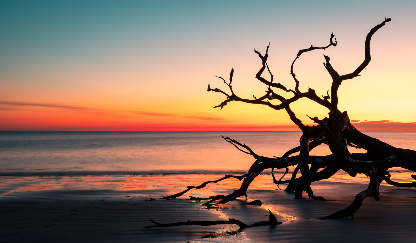 Driftwood Beach Sunrise