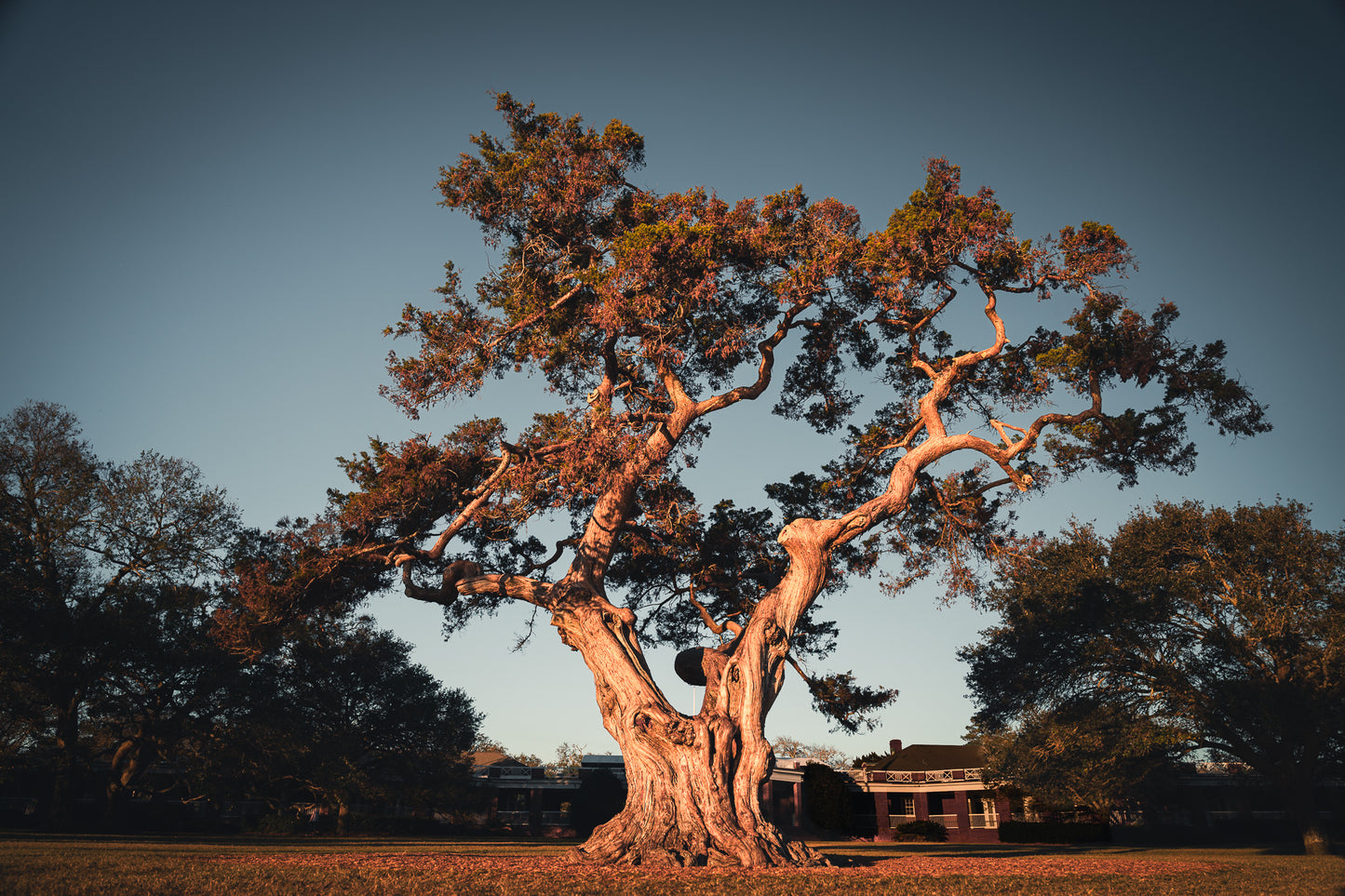 Tree on Saint Simons Island Georgia