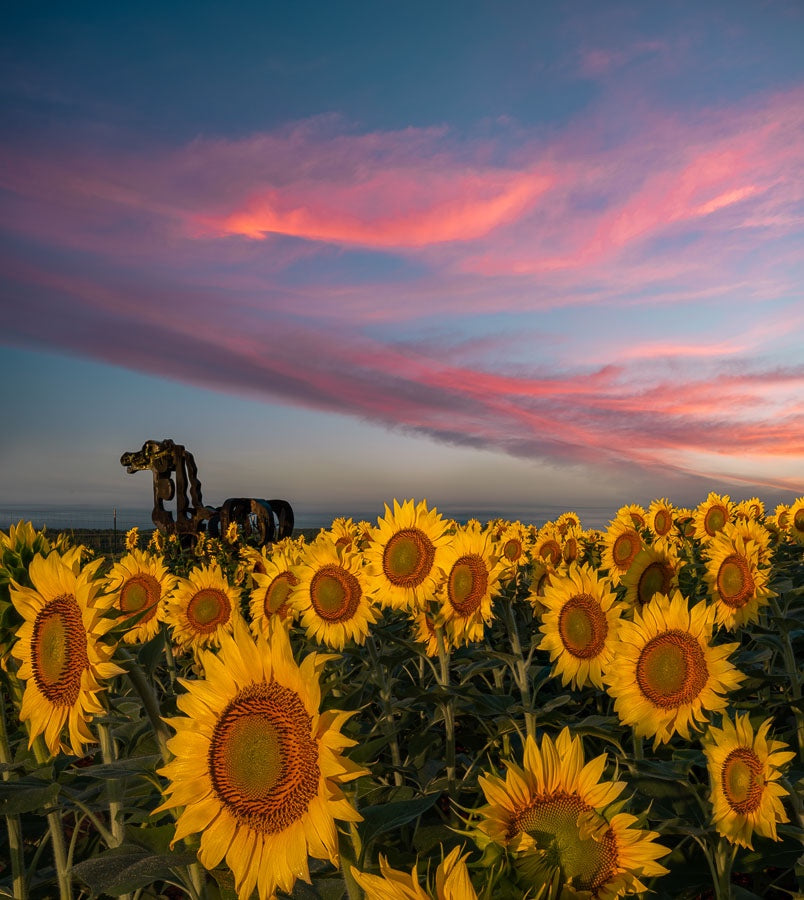 Sunflowers and the Iron Horse