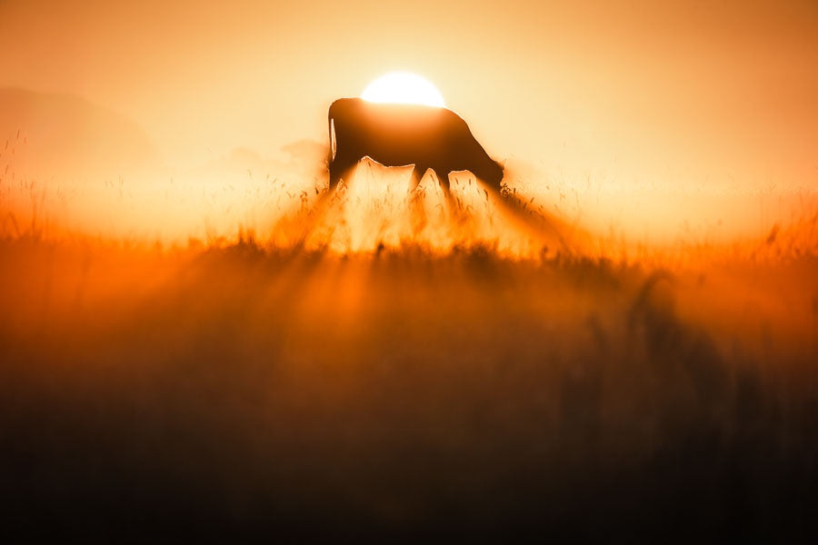 Cow in the Fog