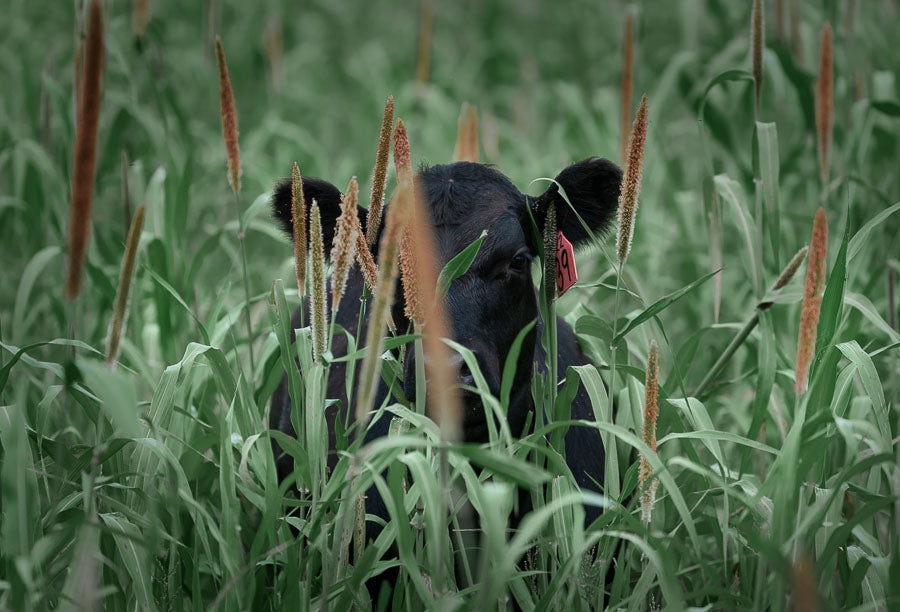 Peekaboo