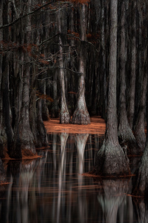 Fall in the Swamp