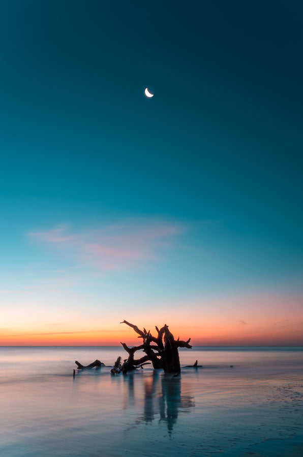 The Moon and the Tree