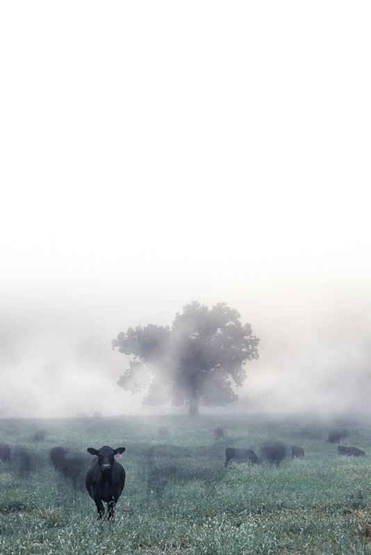 Ghost Cows