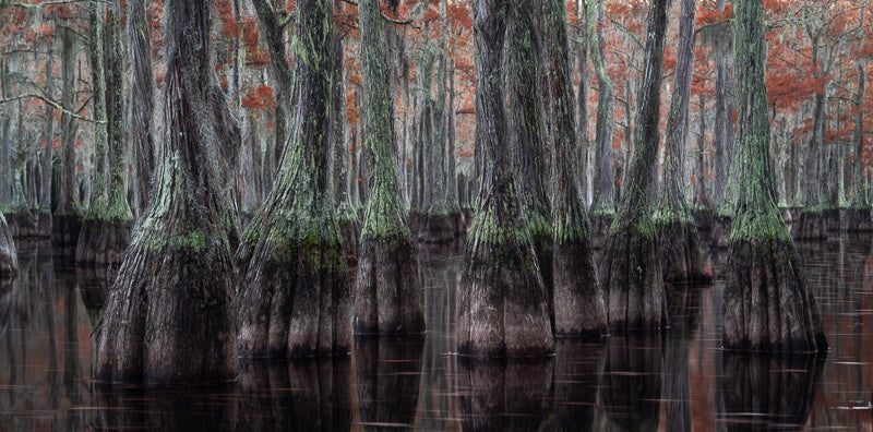Cypress Pano