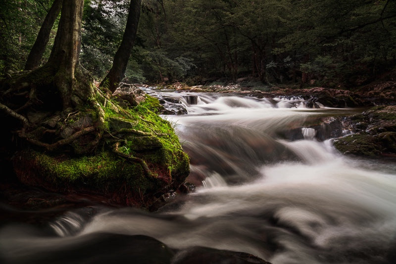 Tremont at Great Smoky Mountains National Park