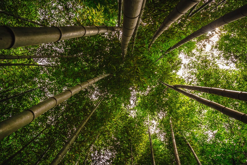 Bamboo in Palisades