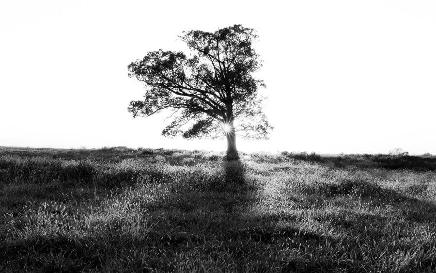 Into the Light