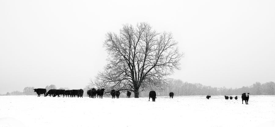 Snowy Oconee