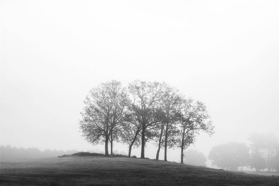 Trees on a Foggy Morning