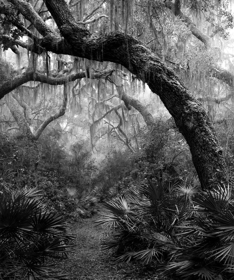 Misty Magic on Cumberland Island