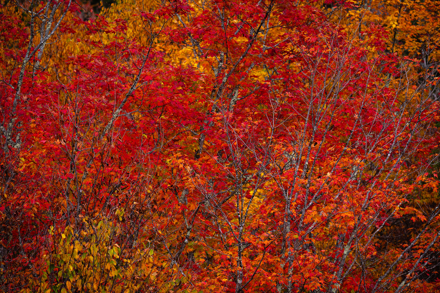 Full of Fall in New Hampshire