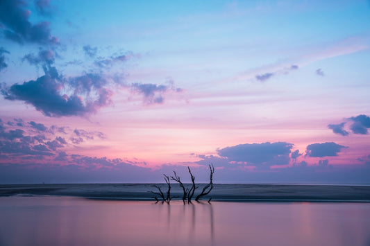 Tree on Sapelo
