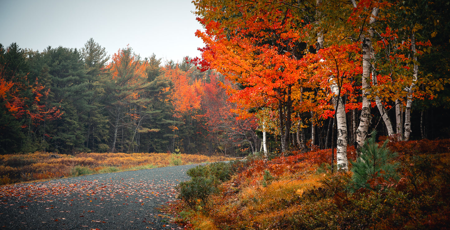 Fall Color on Carriage Road in Acadia