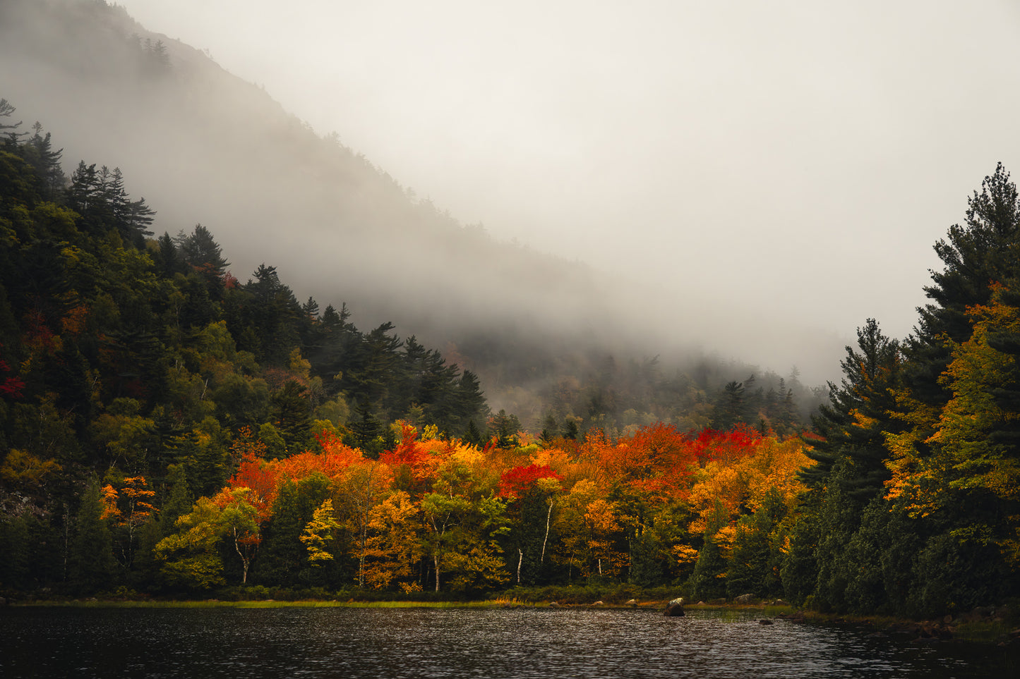 Beautiful Colors on Foggy Day in Acadia