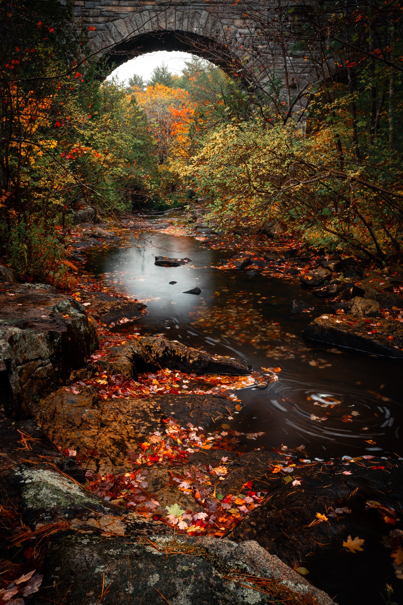 Creek Flowing Through Acadia in Fall