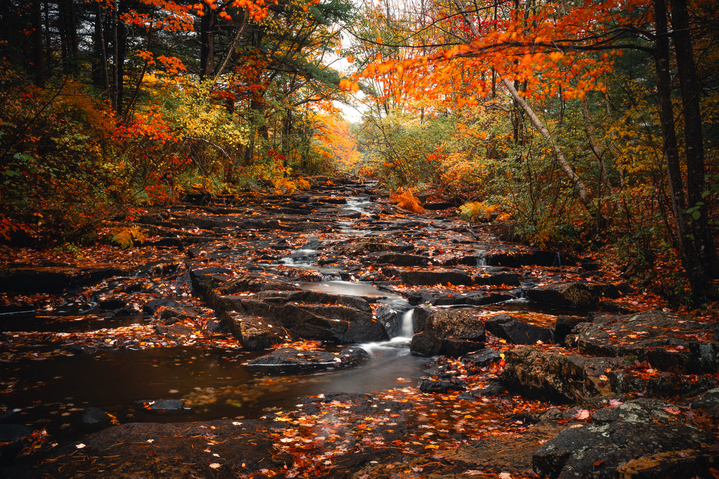 Creek Flowing Through Acadia in Fall Part II