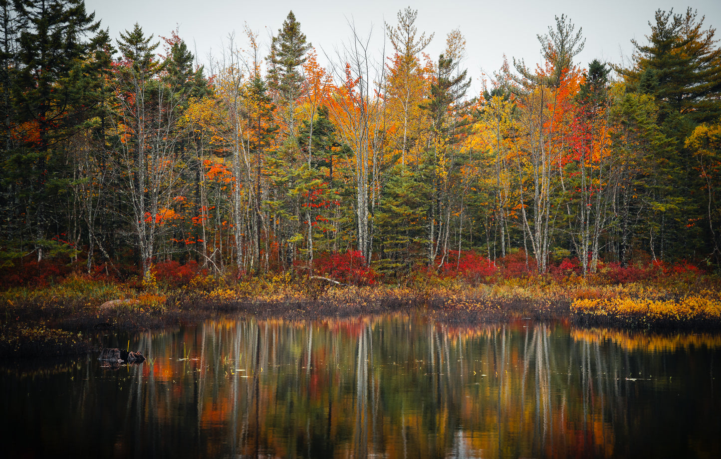 Beautiful Fall Colors in Acadia