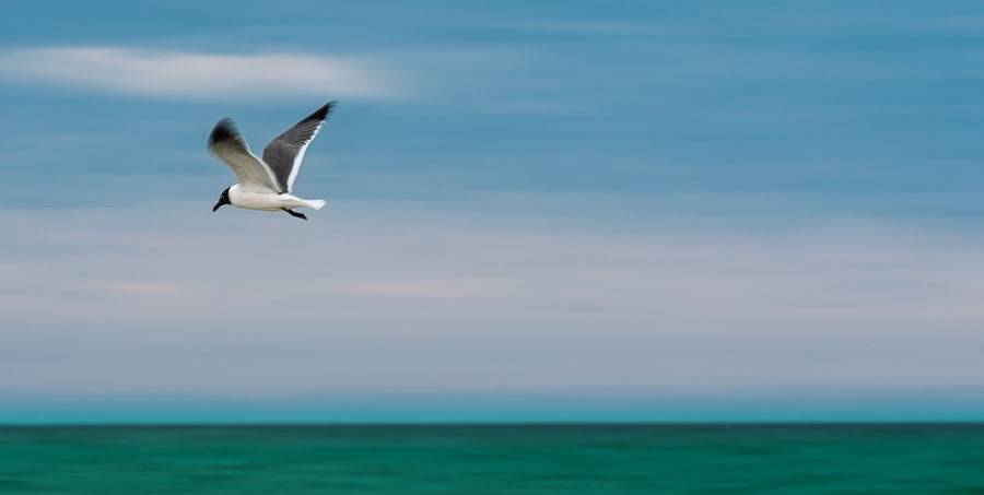 In Flight