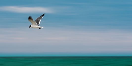 In Flight