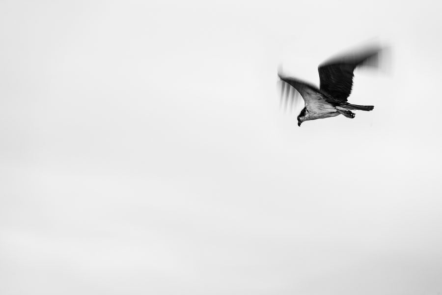 Osprey
