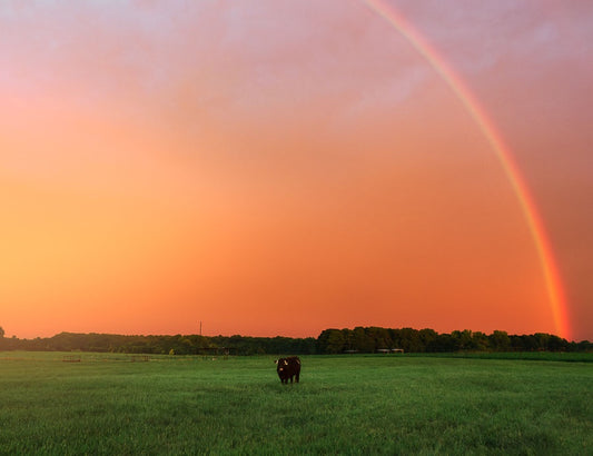 Cow Under the Rainbow