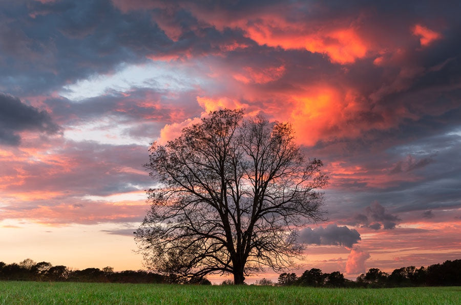 Beautiful Oak at Sunset
