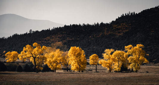 Yellow Cottonwood Trees of Vermejo