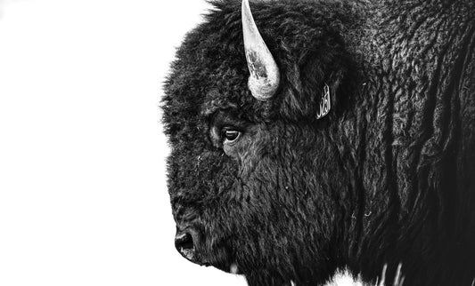 Buffalo of Vermejo