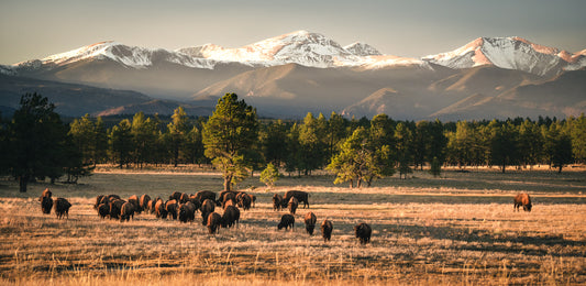 Buffalo Herd at Sunset in Vermejo
