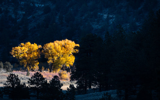 Yellow Cottonwood Trees of Vermejo Part 3