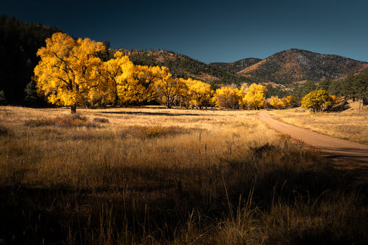 Yellow Cottonwood Trees of Vermejo Part 2