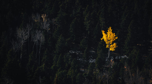 The Final Aspen | Vermejo
