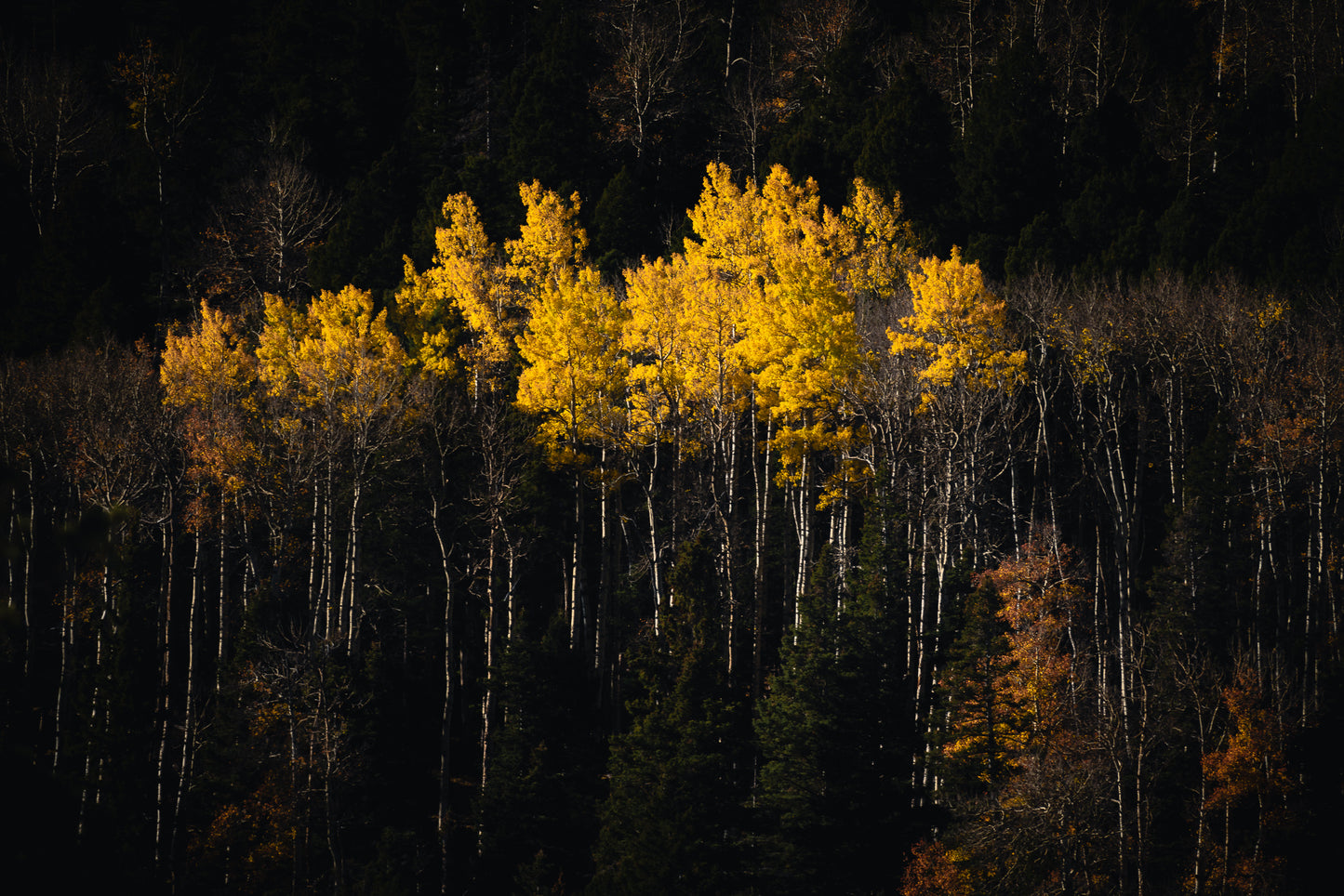 Yellow Aspen Trees in Vermejo Catching Light