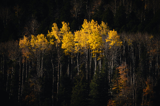 Yellow Aspen Trees in Vermejo Catching Light