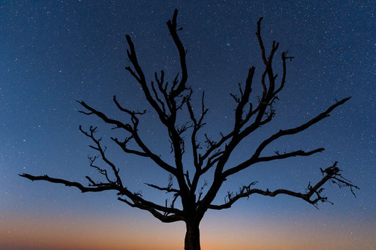 Reaching for the Stars