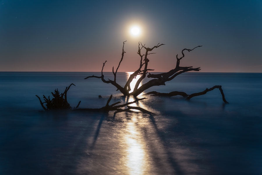 Moonlight on Driftwood Beach