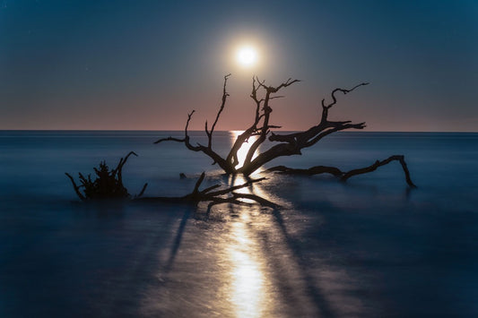 Moonlight on Driftwood Beach