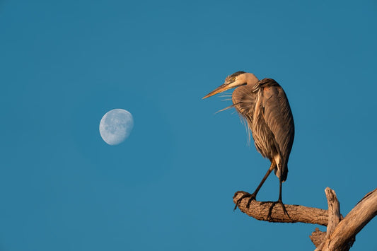 The Heron and the Moon