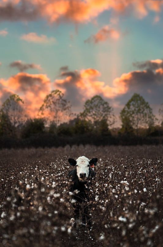 Cow in the Cotton Under Sunset
