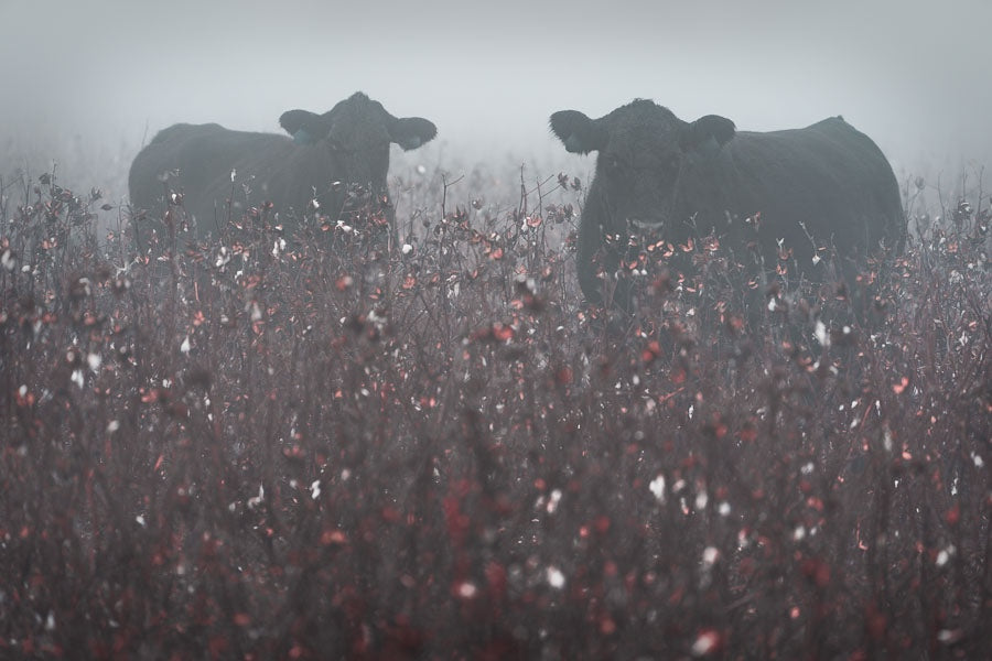 Cows in the Cotton on a Foggy Morning 2