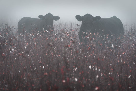 Cows in the Cotton on a Foggy Morning 2
