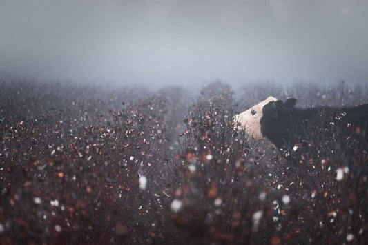 Cow in the Cotton on a Foggy Morning 3