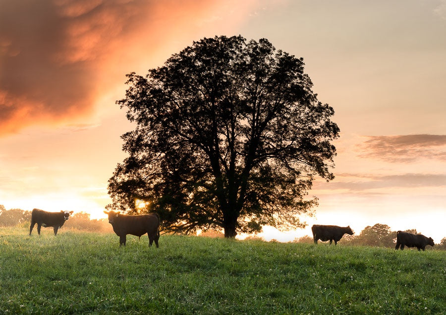 Cows During Sunset