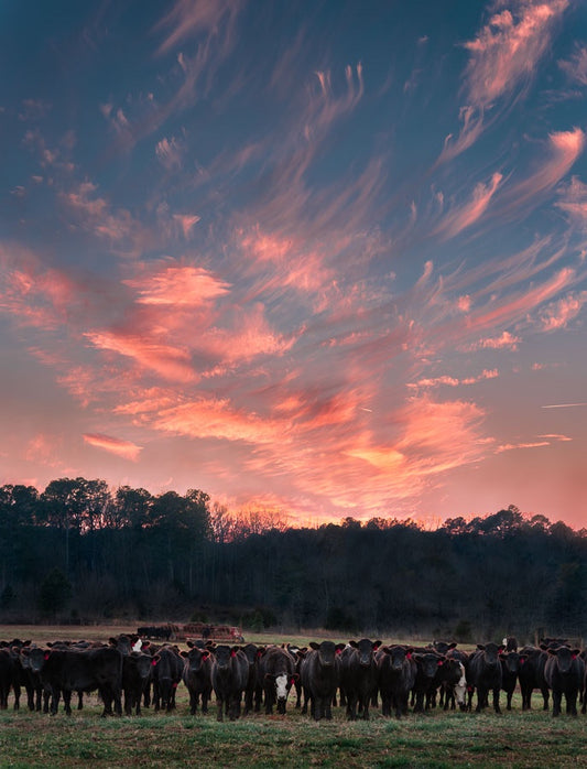 Cows Under Sunset