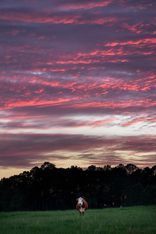 Cow Under Amazing Sunset