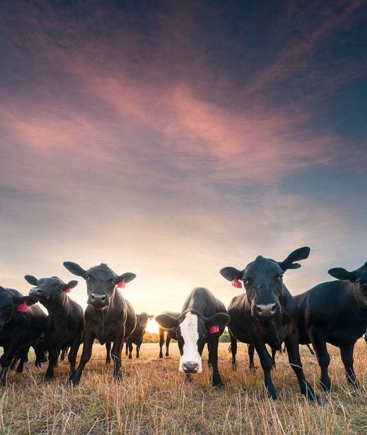 Curious Cows
