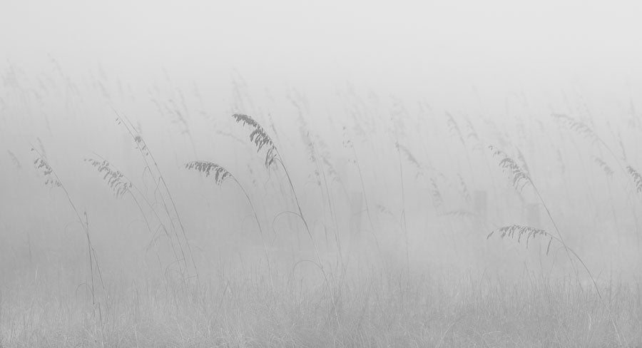 Sea Oats in Fog